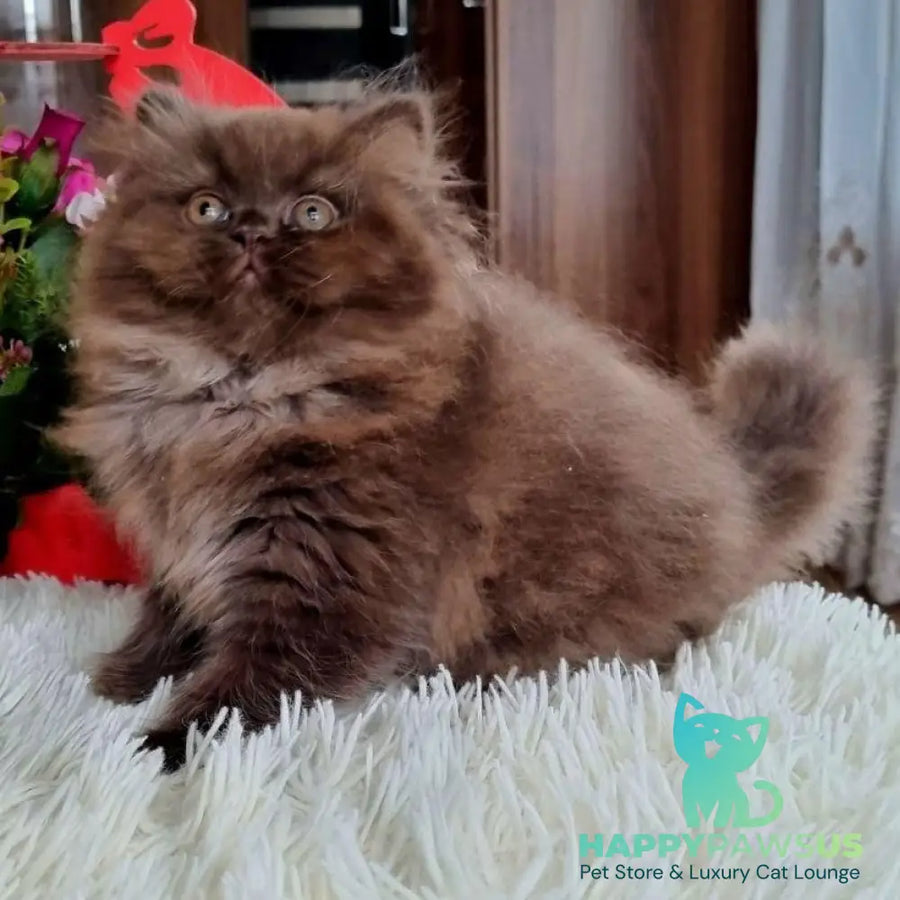 Toffee British Longhair female chocolate - live animals