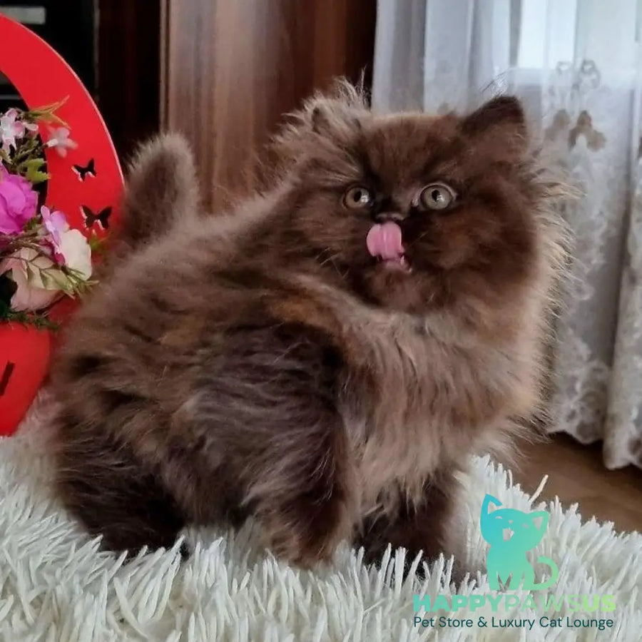 Toffee British Longhair female chocolate - live animals