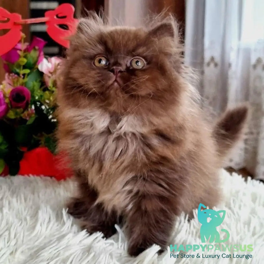 Toffee British Longhair female chocolate - live animals