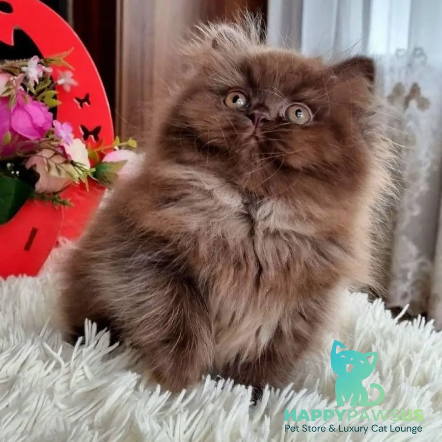 Toffee British Longhair female chocolate - live animals