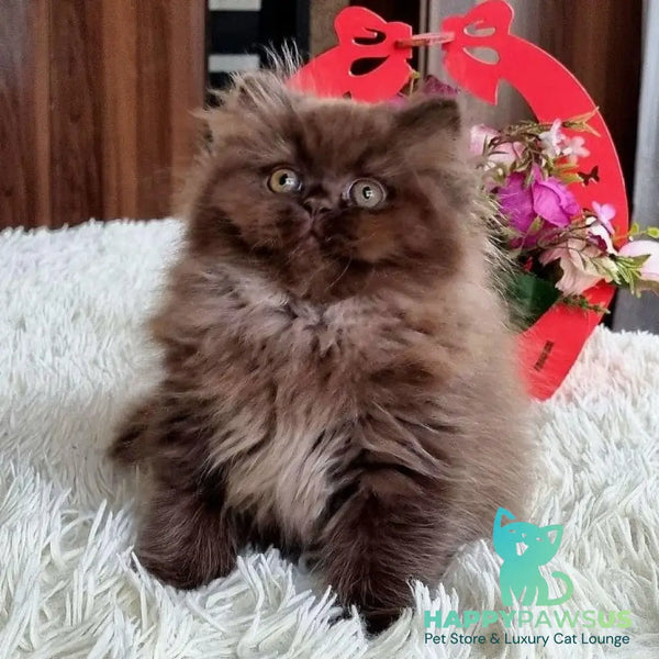 Toffee British Longhair female chocolate - live animals