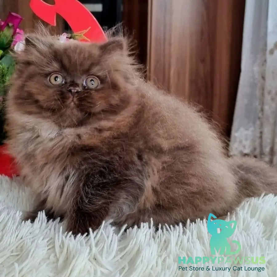 Toffee British Longhair female chocolate - live animals