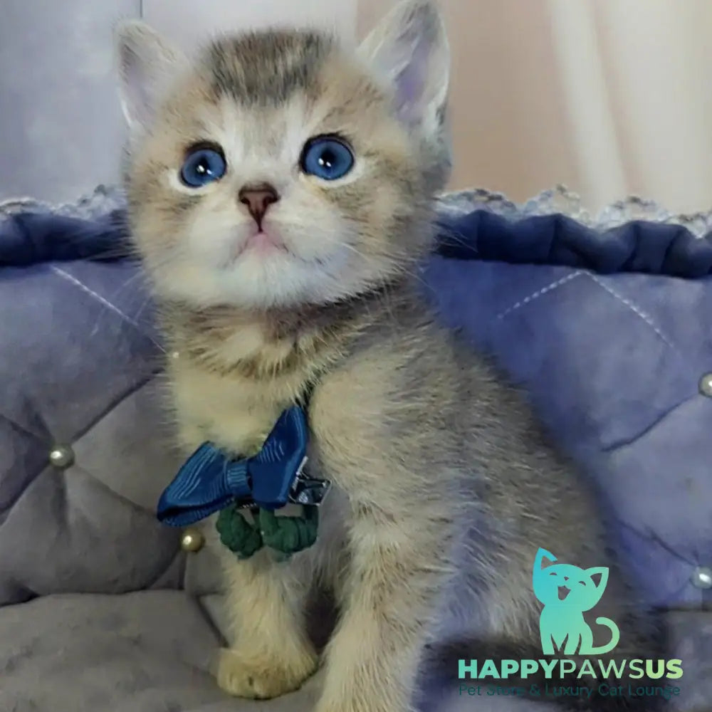 Toffee British Shorthair male blue golden ticked tabby with white - live animals