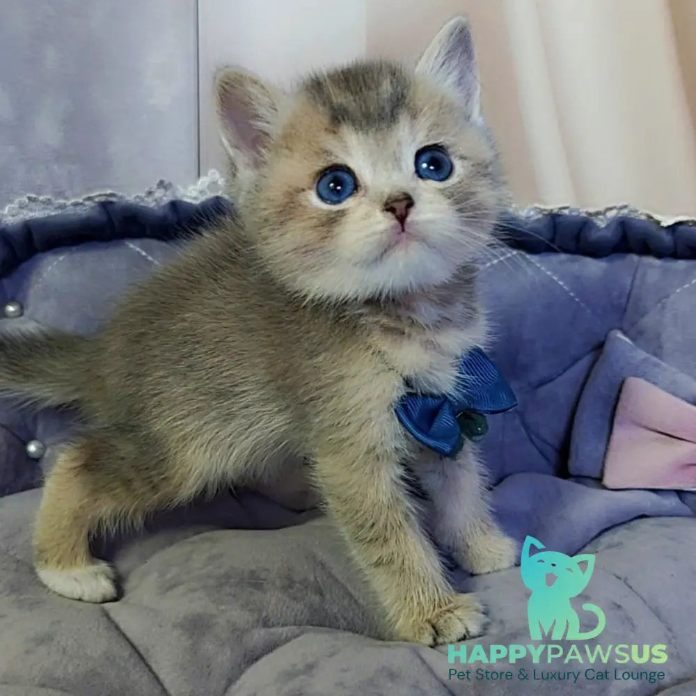 Toffee British Shorthair male blue golden ticked tabby with white - live animals