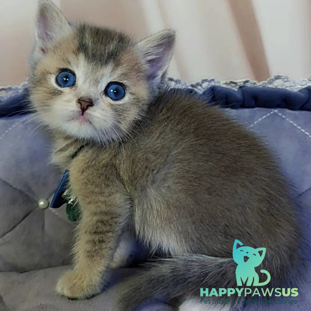 Toffee British Shorthair male blue golden ticked tabby with white - live animals