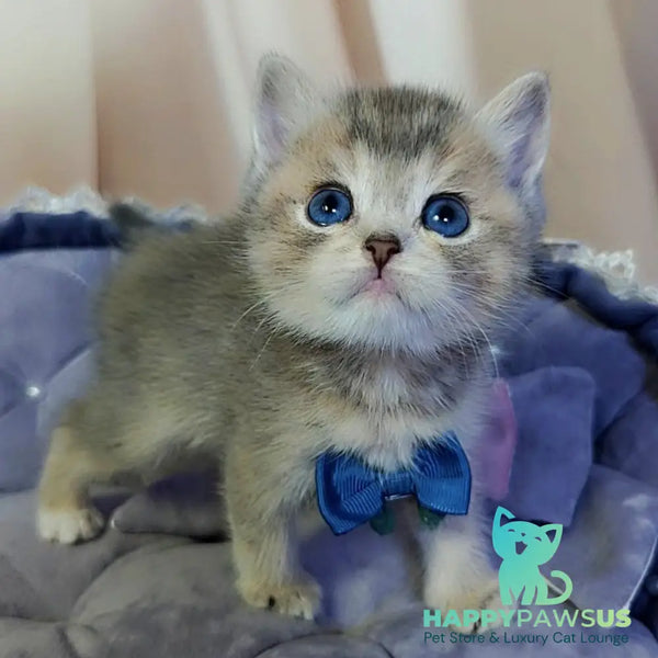Toffee British Shorthair male blue golden ticked tabby with white - live animals