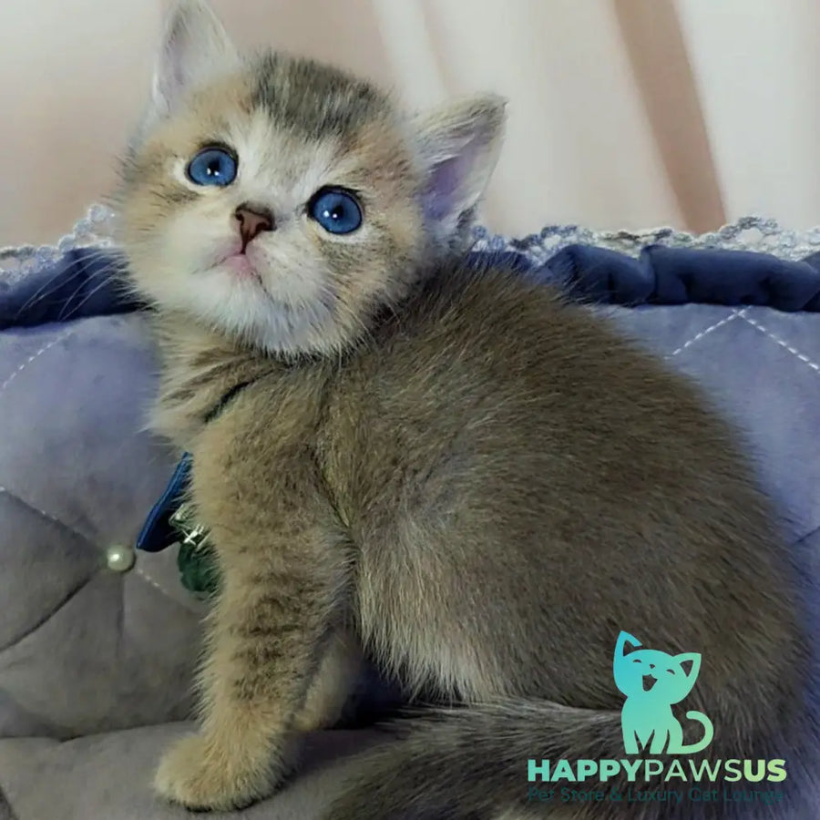 Toffee British Shorthair male blue golden ticked tabby with white - live animals