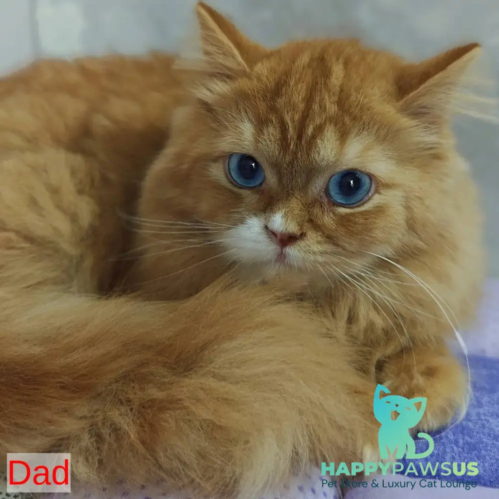 Toffee British Shorthair male blue golden ticked tabby with white - live animals