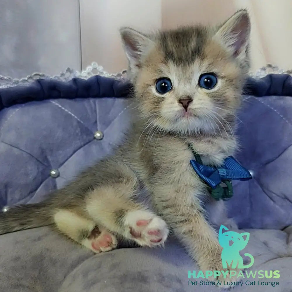 Toffee British Shorthair male blue golden ticked tabby with white - live animals