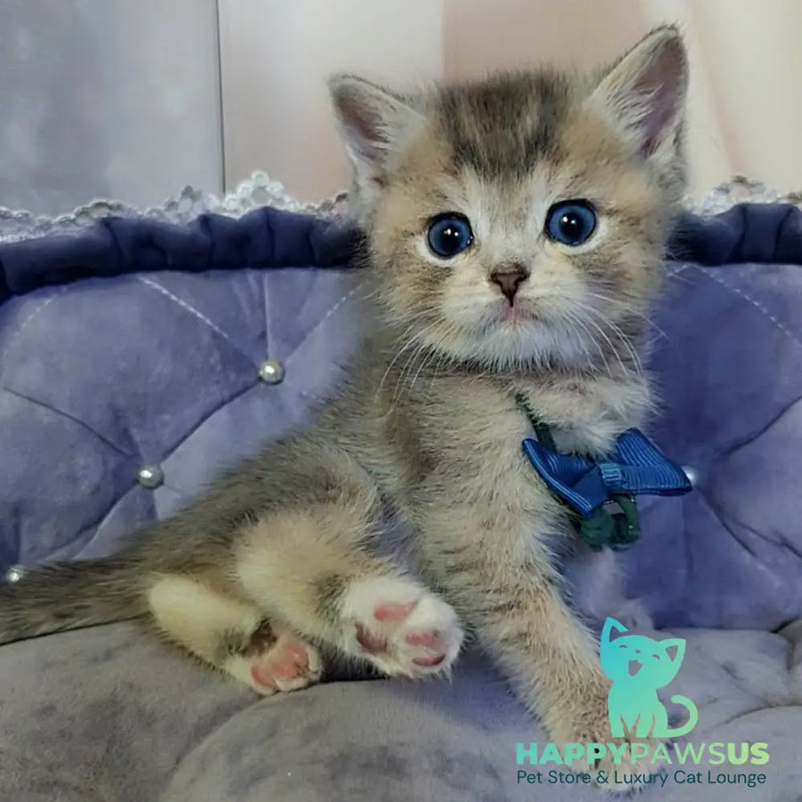 Toffee British Shorthair male blue golden ticked tabby with white - live animals