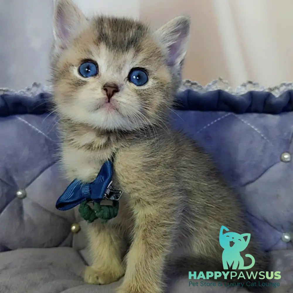 Toffee British Shorthair male blue golden ticked tabby with white - live animals