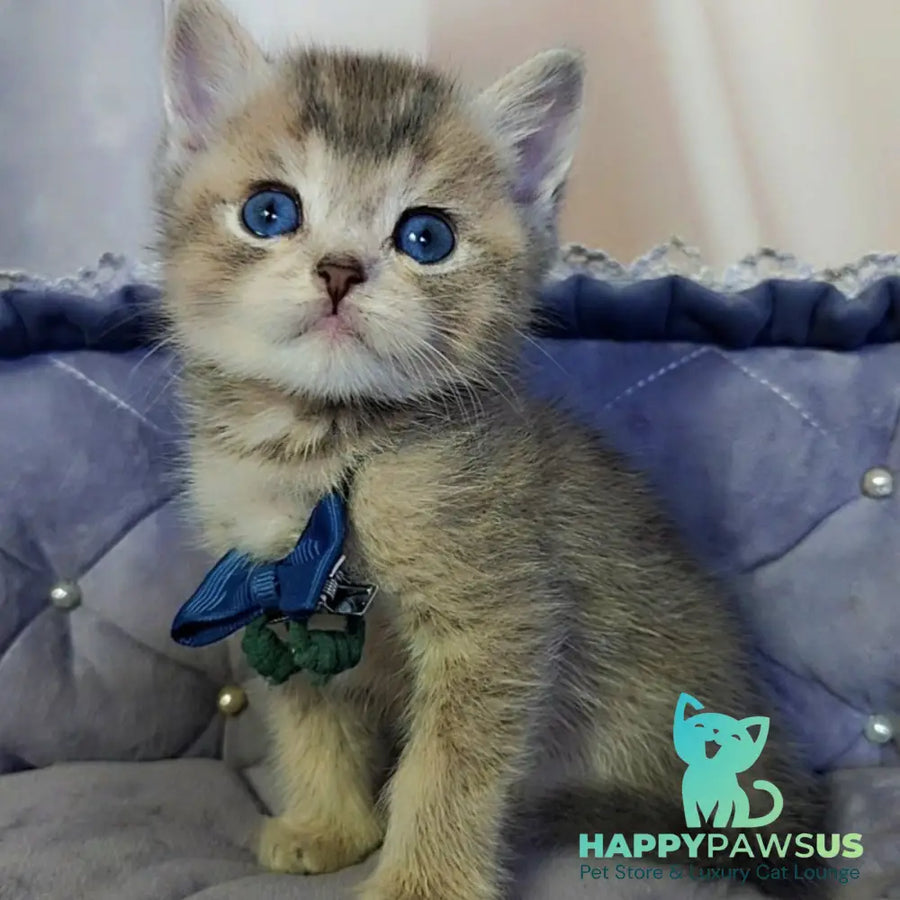 Toffee British Shorthair male blue golden ticked tabby with white - live animals