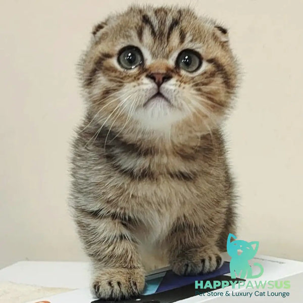 Toffee Maine Coon male black spotted tabby - live animals
