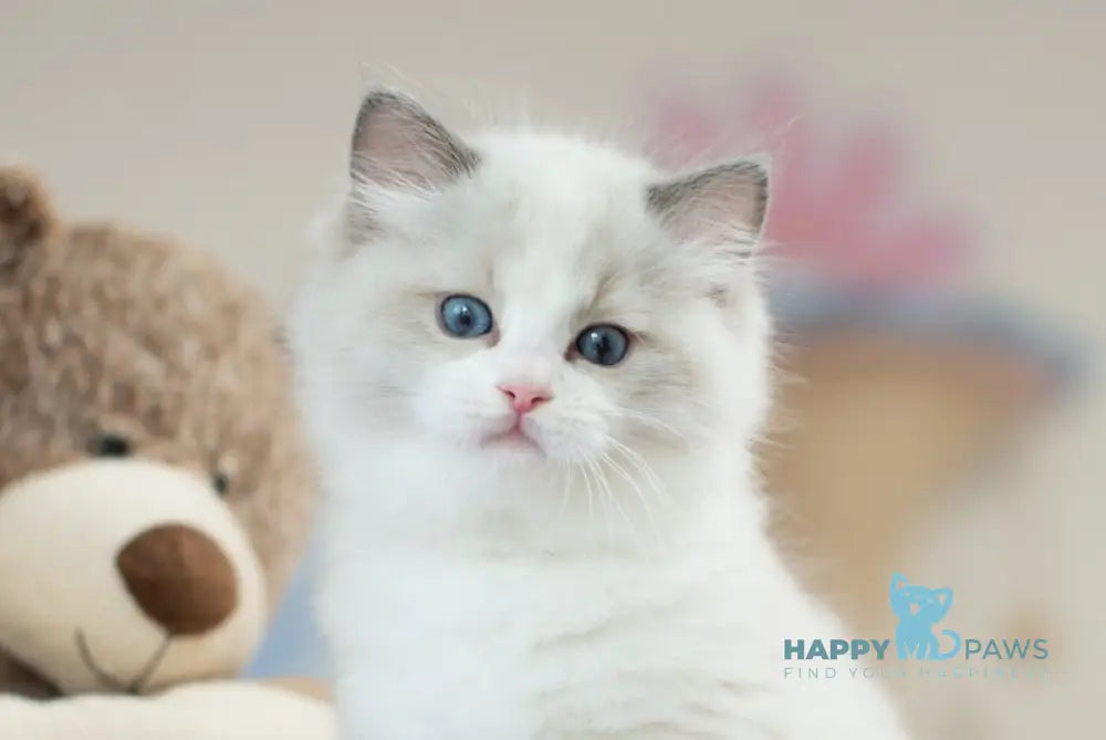 Toki Ragdoll male blue bicolour live animals