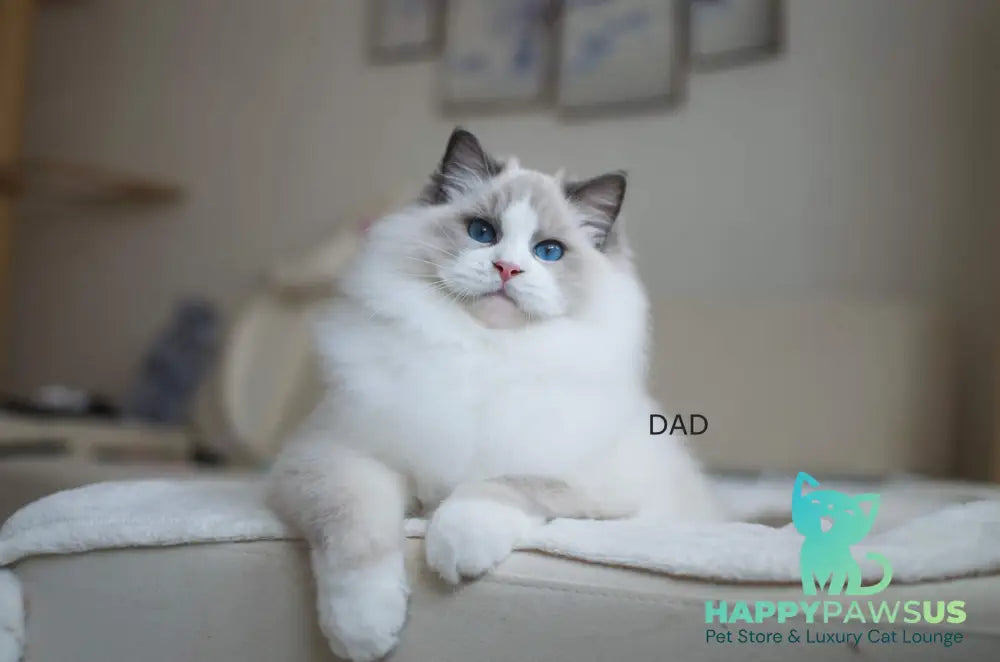 Toki Ragdoll male blue bicolour Full Payment live animals