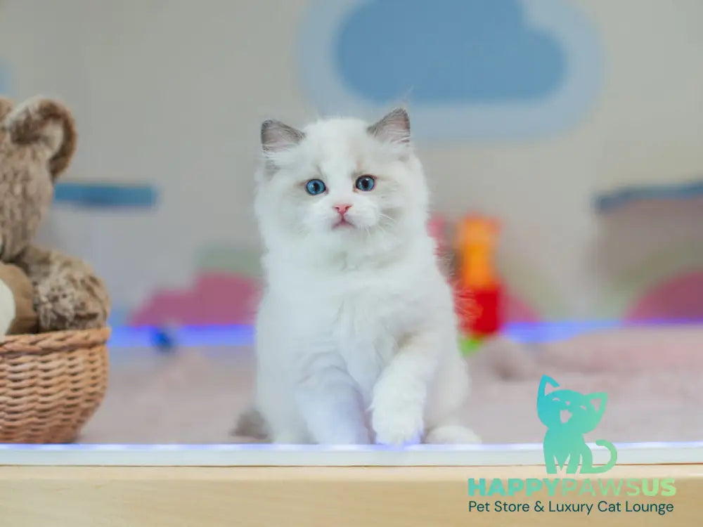 Toki Ragdoll male blue bicolour live animals