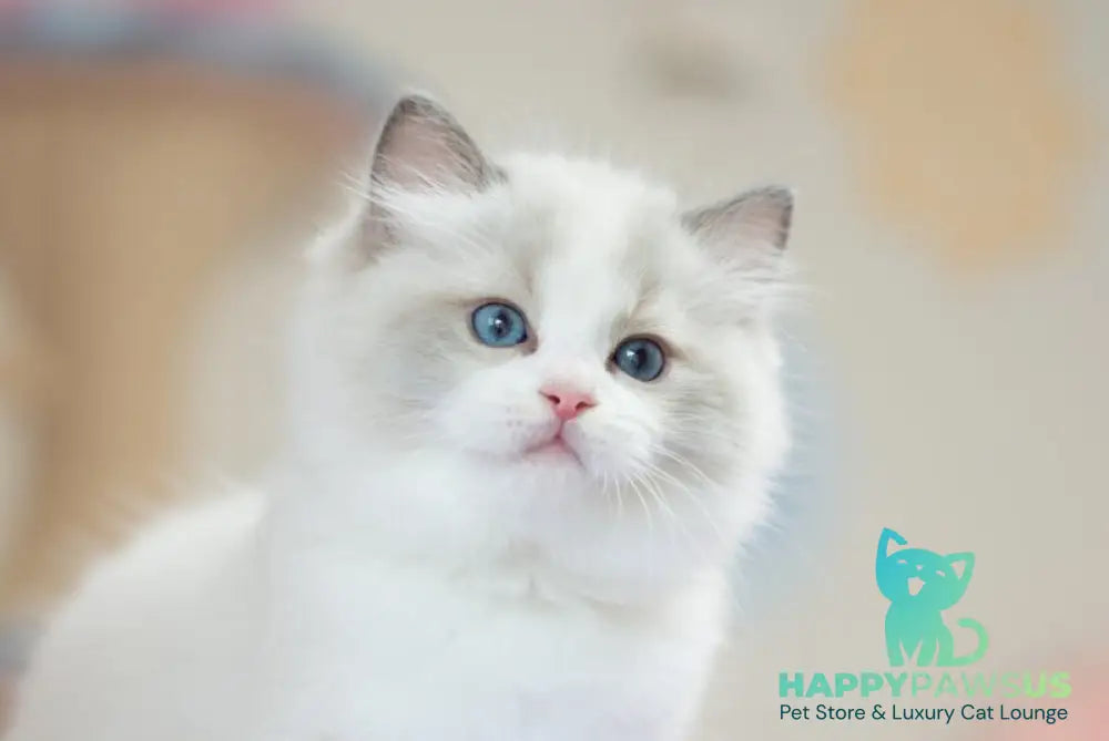 Toki Ragdoll male blue bicolour live animals