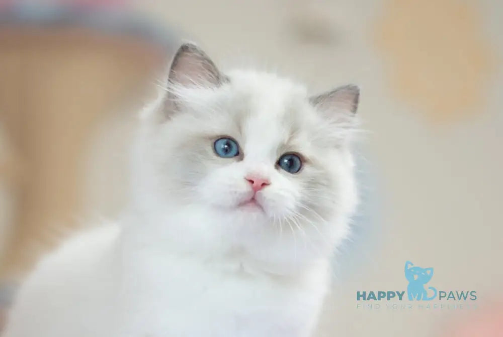 Toki Ragdoll male blue bicolour live animals