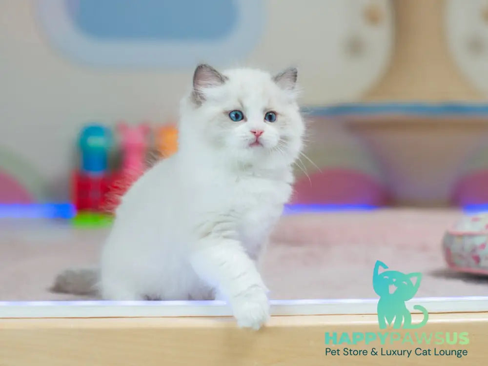 Toki Ragdoll male blue bicolour live animals
