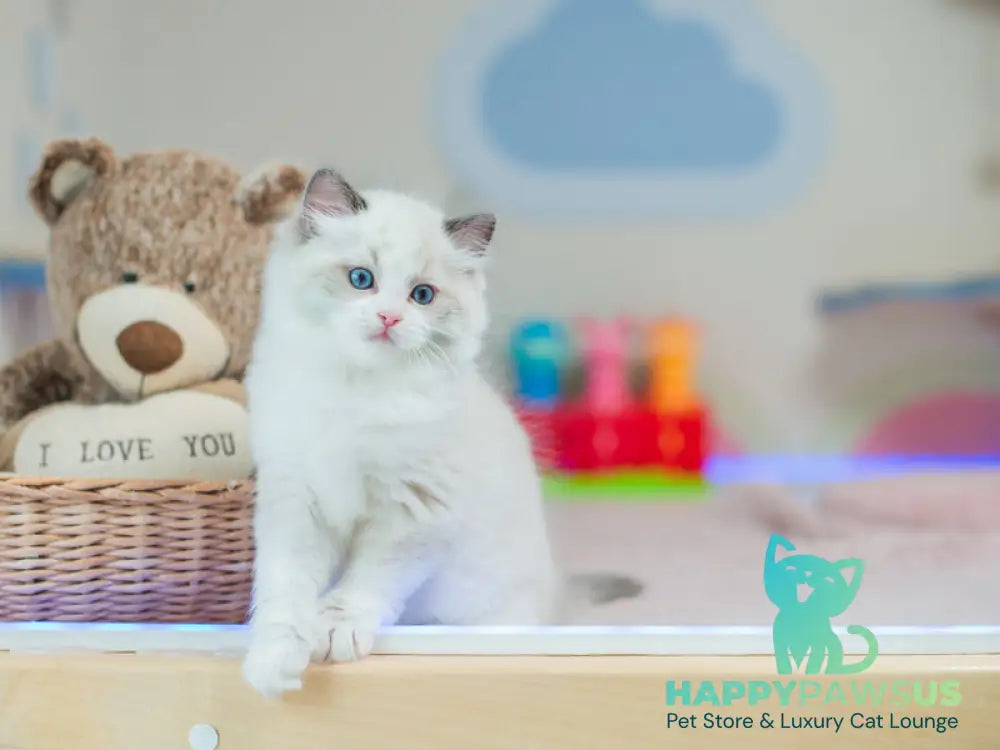 Toki Ragdoll male blue bicolour live animals