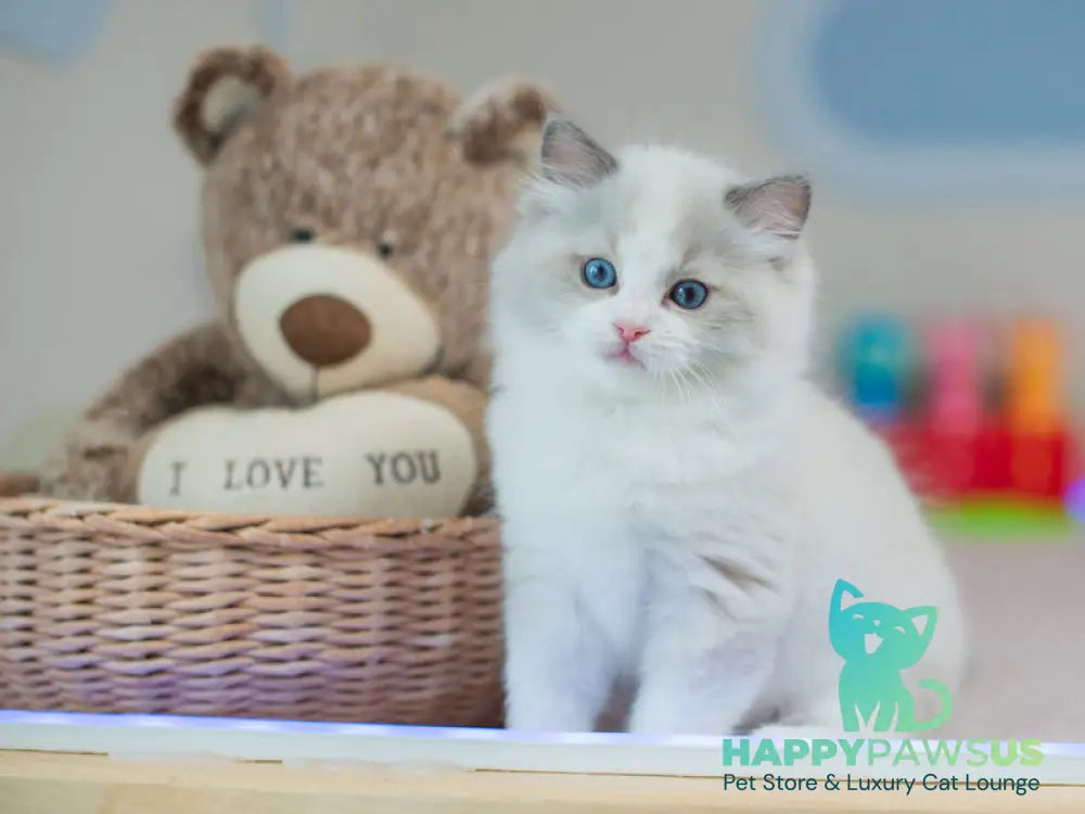 Toki Ragdoll male blue bicolour live animals