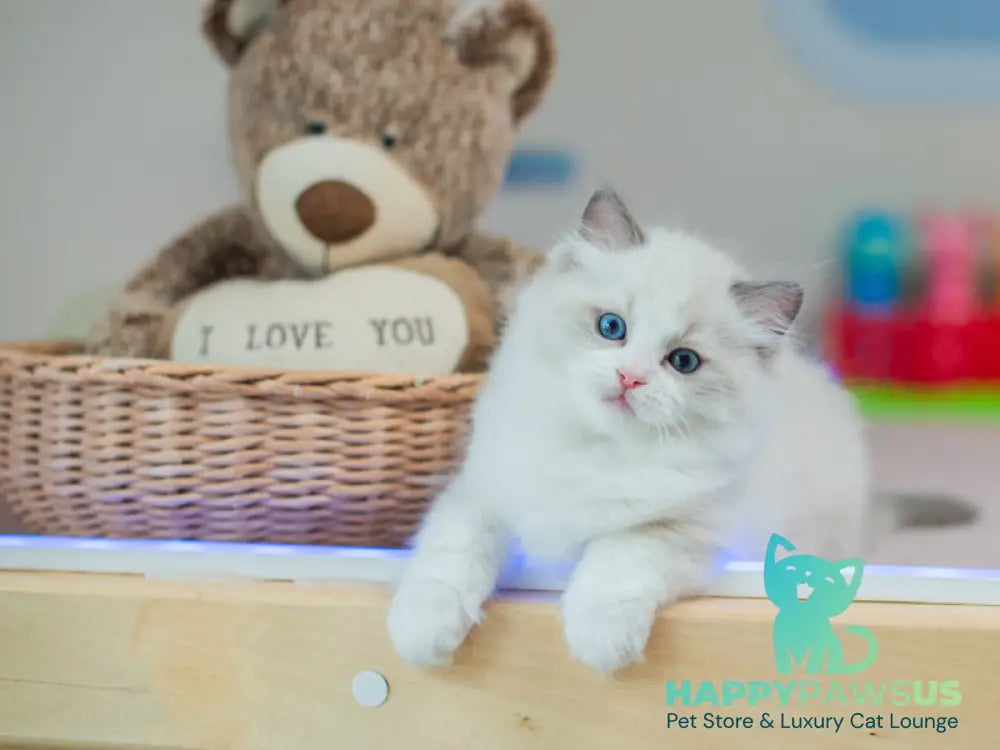 Toki Ragdoll male blue bicolour live animals