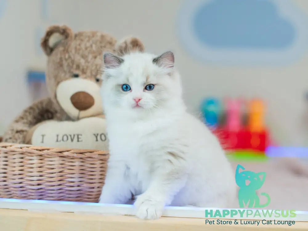 Toki Ragdoll male blue bicolour live animals