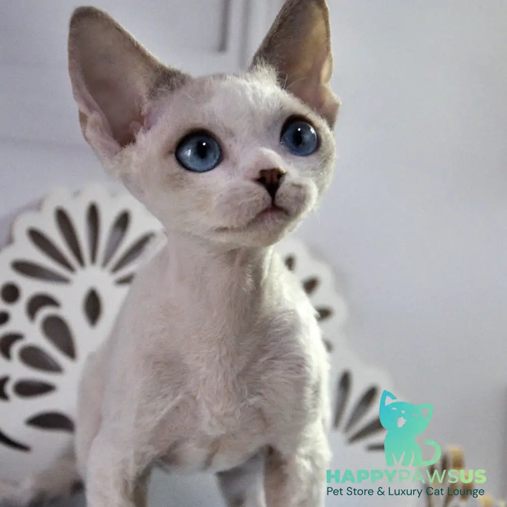 Tolik Devon Rex male blue bicolour pointed - live animals