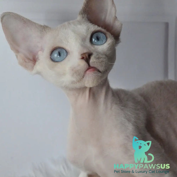 Tolik Devon Rex male blue bicolour pointed - live animals