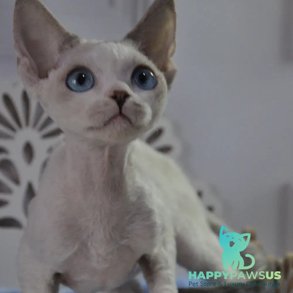 Tolik Devon Rex male blue bicolour pointed - live animals
