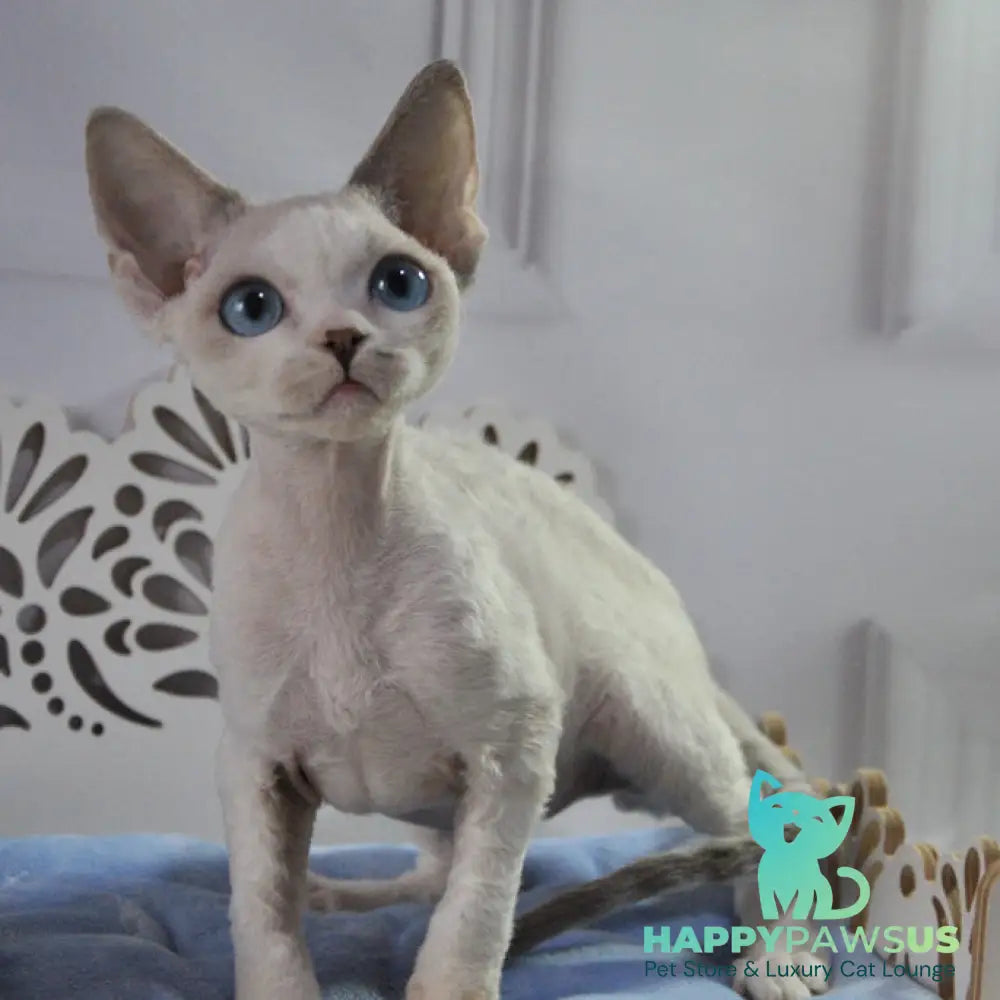 Tolik Devon Rex male blue bicolour pointed - live animals