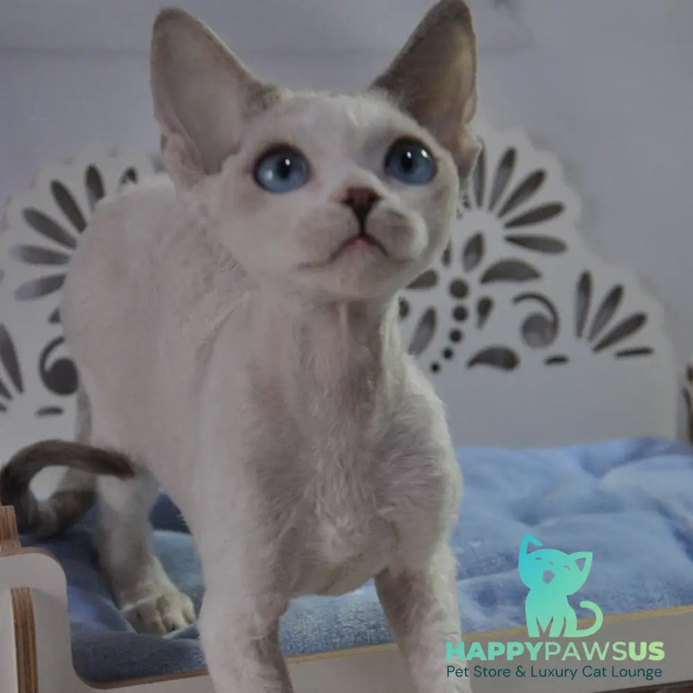 Tolik Devon Rex male blue bicolour pointed - live animals