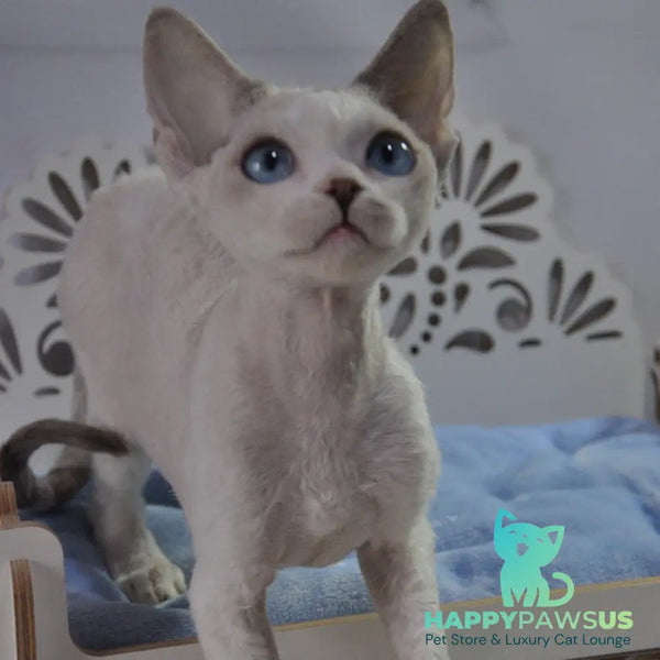 Tolik Devon Rex male blue bicolour pointed - live animals