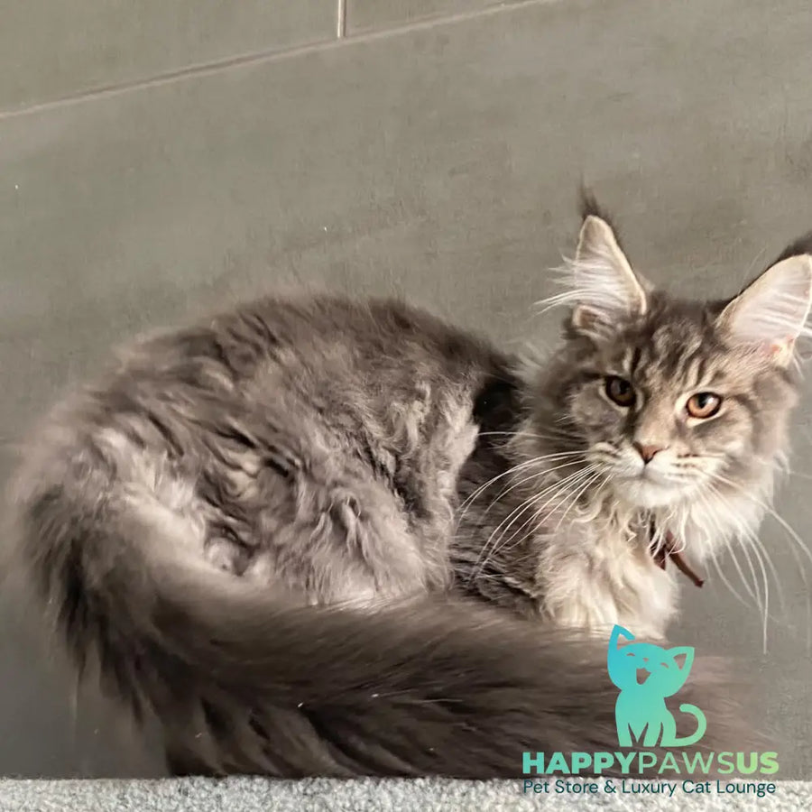 Tolyatti Maine Coon male blue silver tabby - live animals