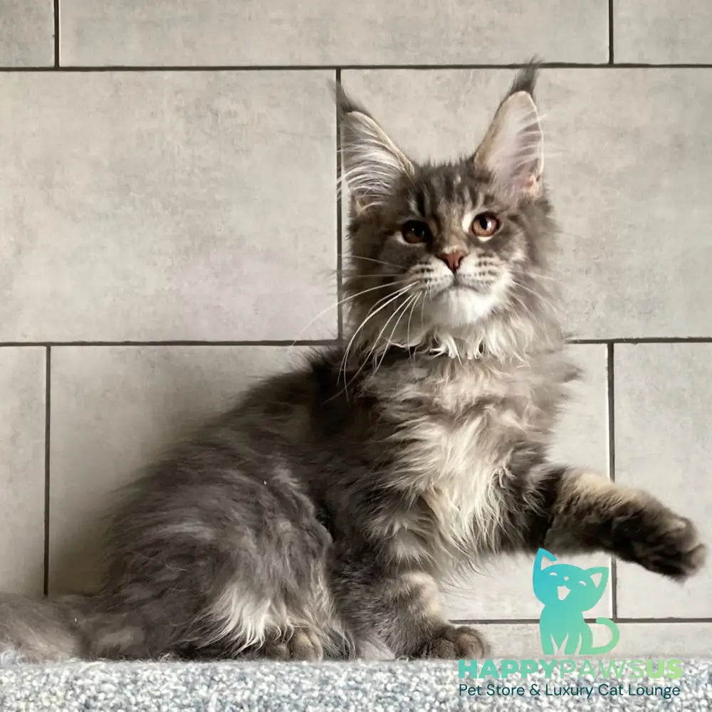 Tolyatti Maine Coon male blue silver tabby - live animals