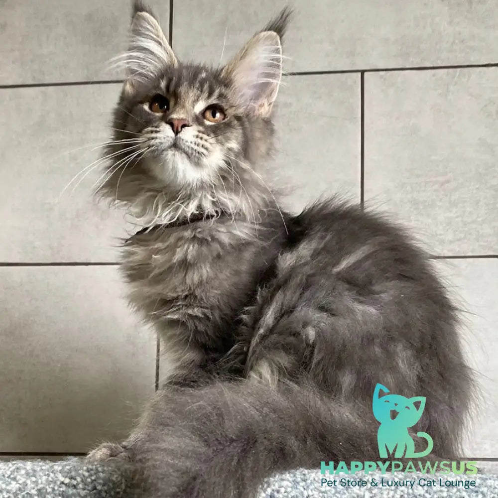 Tolyatti Maine Coon male blue silver tabby - live animals