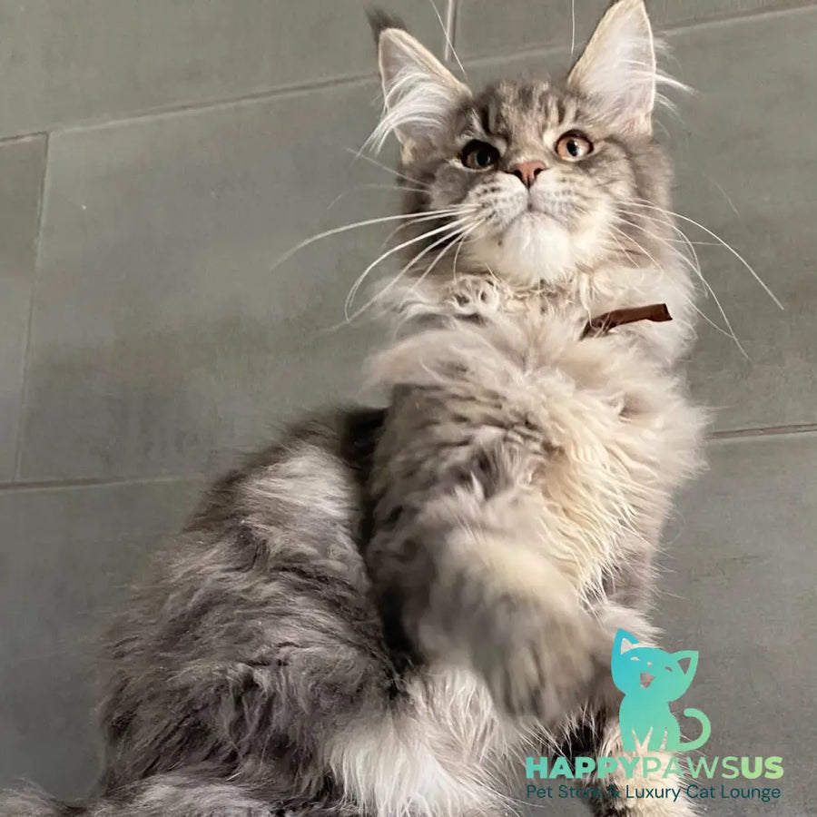 Tolyatti Maine Coon male blue silver tabby - live animals