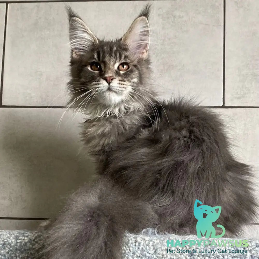 Tolyatti Maine Coon male blue silver tabby - live animals