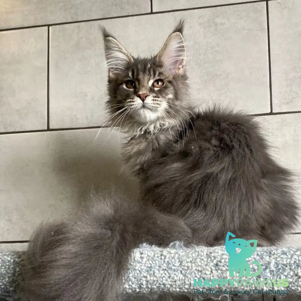 Tolyatti Maine Coon male blue silver tabby - live animals