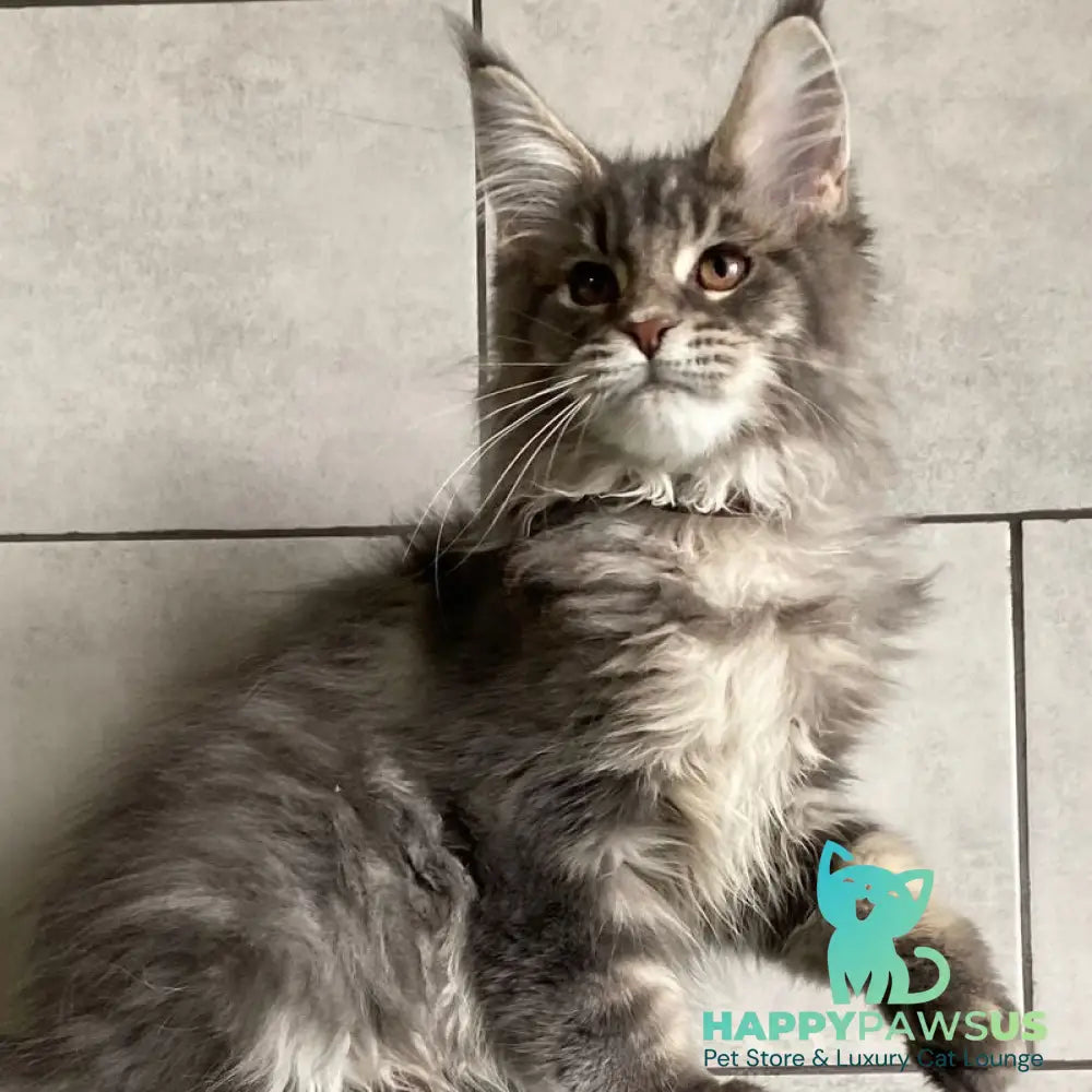 Tolyatti Maine Coon male blue silver tabby - live animals
