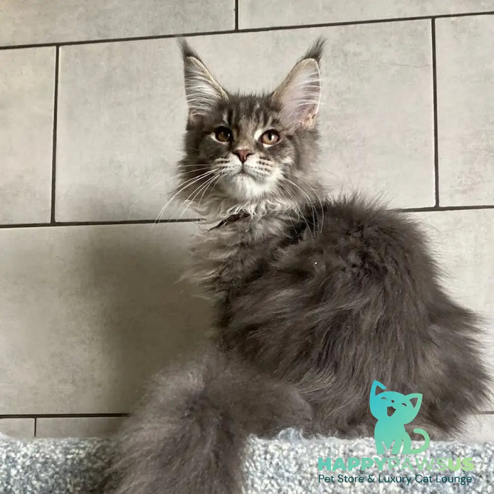 Tolyatti Maine Coon male blue silver tabby - live animals