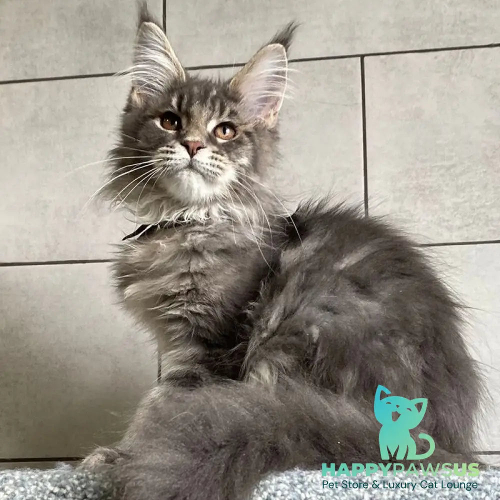 Tolyatti Maine Coon male blue silver tabby - live animals