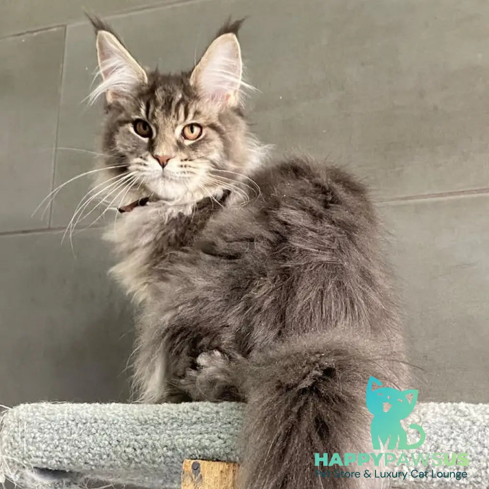 Tolyatti Maine Coon male blue silver tabby - live animals