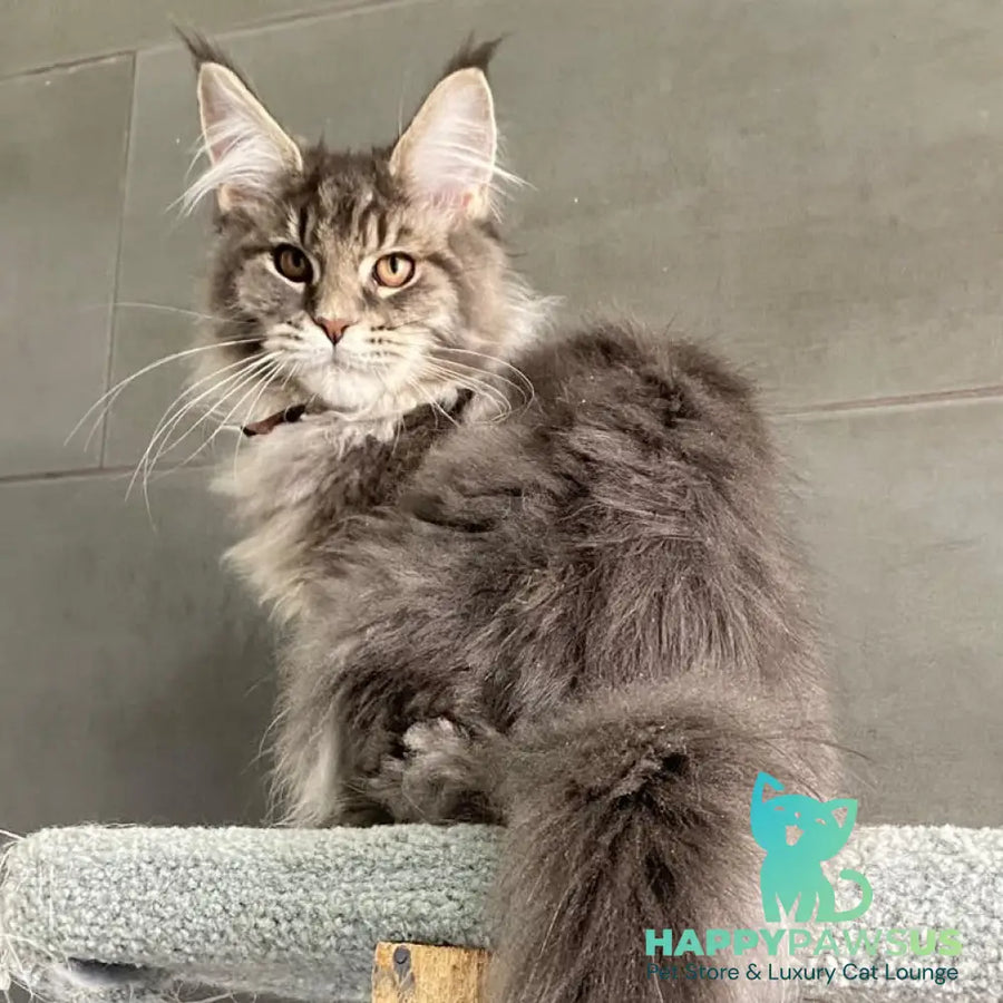 Tolyatti Maine Coon male blue silver tabby - live animals