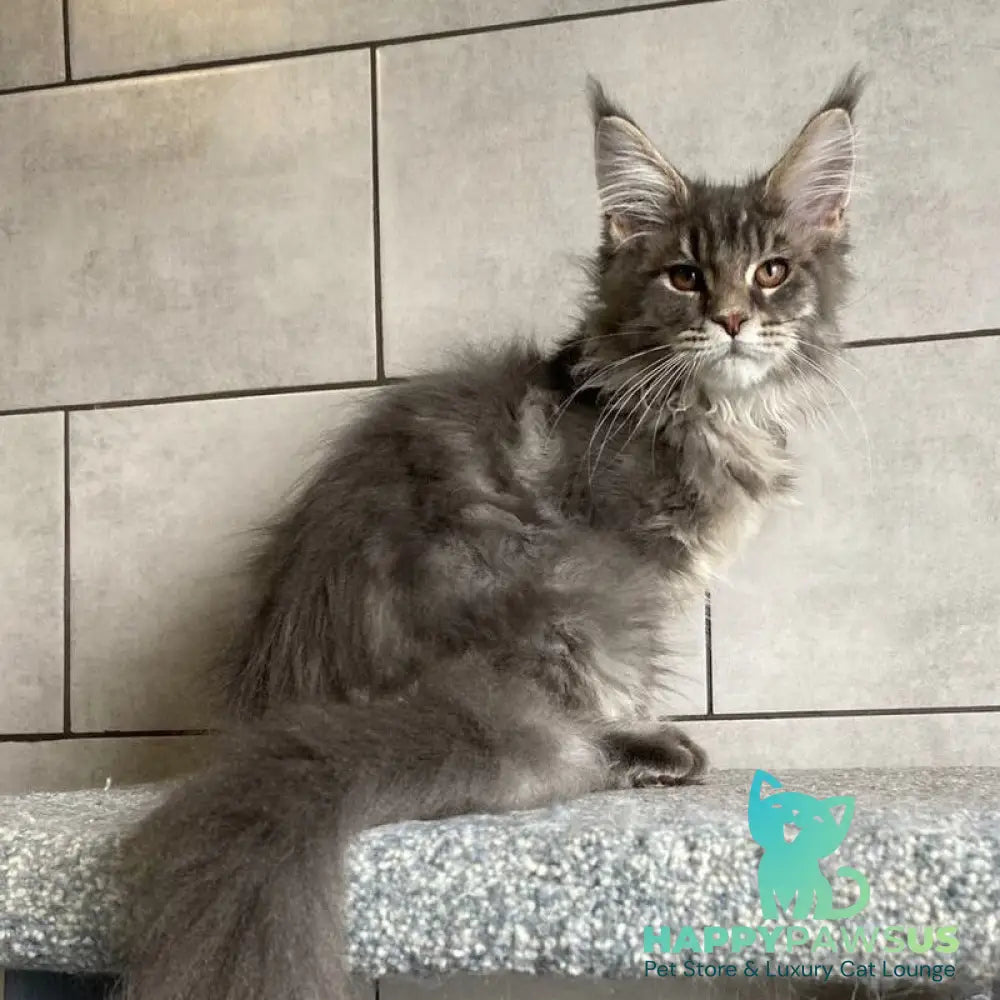 Tolyatti Maine Coon male blue silver tabby - live animals