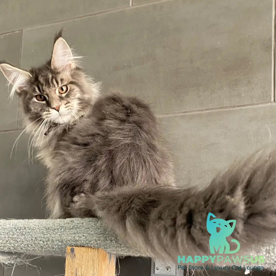 Tolyatti Maine Coon male blue silver tabby - live animals