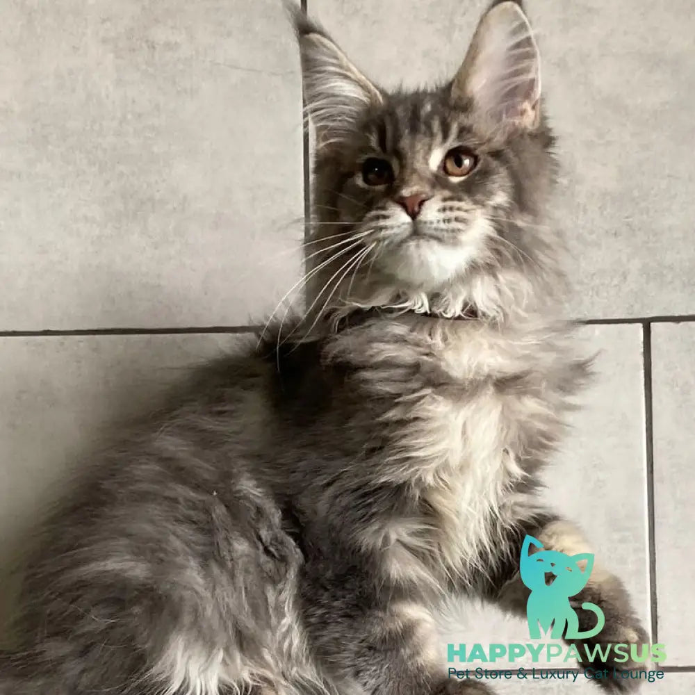 Tolyatti Maine Coon male blue silver tabby - live animals