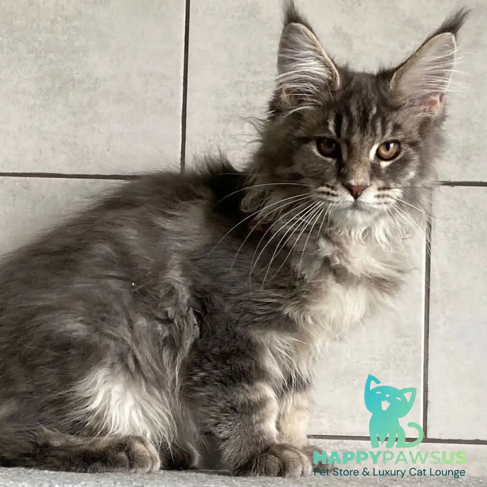 Tolyatti Maine Coon male blue silver tabby - live animals