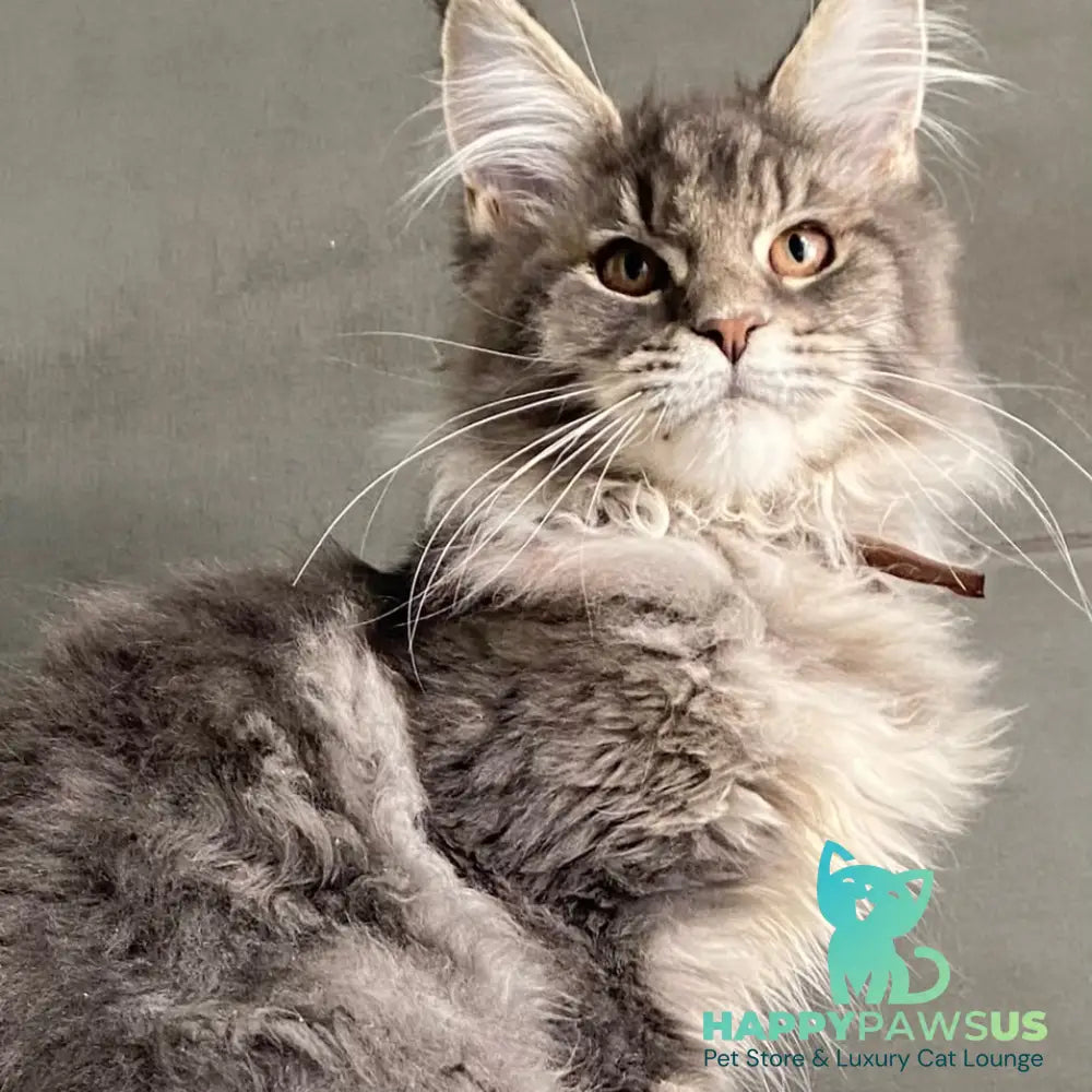 Tolyatti Maine Coon male blue silver tabby - live animals
