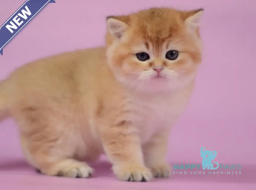 Tom British Shorthair male black golden shaded live animals